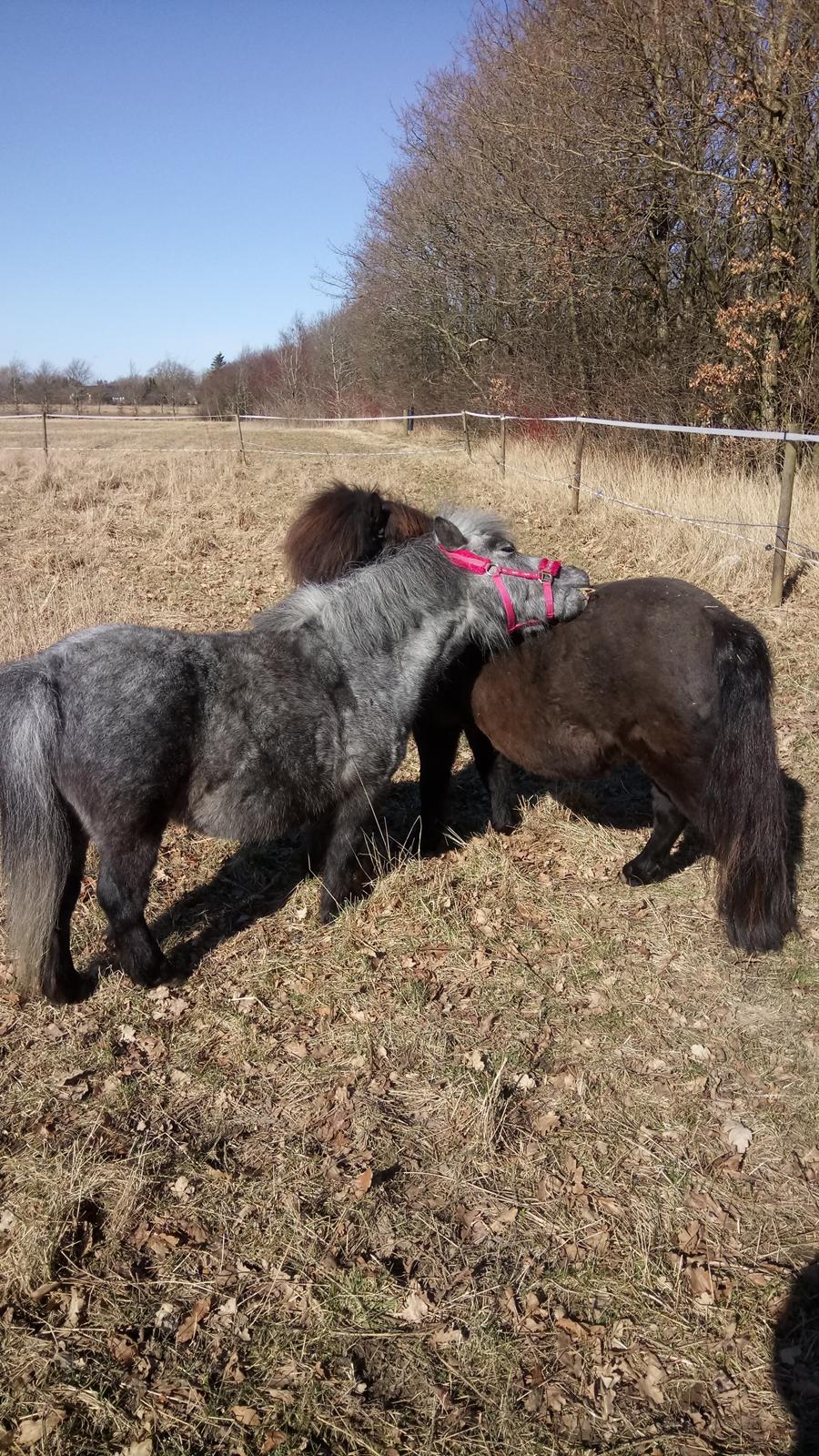 Shetlænder Vive La Liberte billede 14