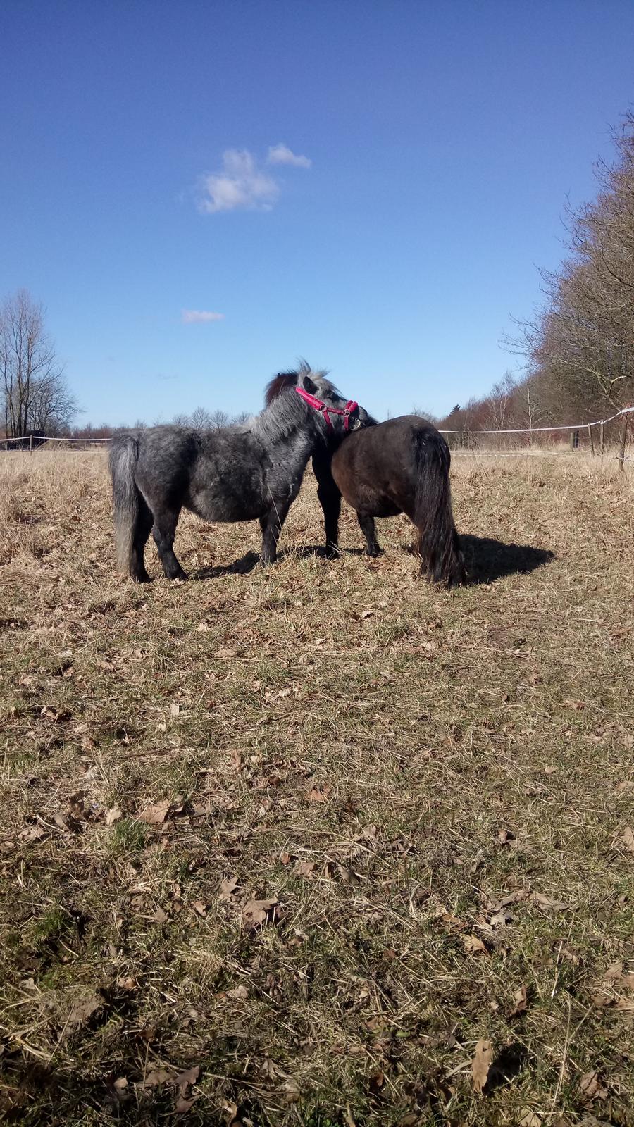 Shetlænder Vive La Liberte billede 15