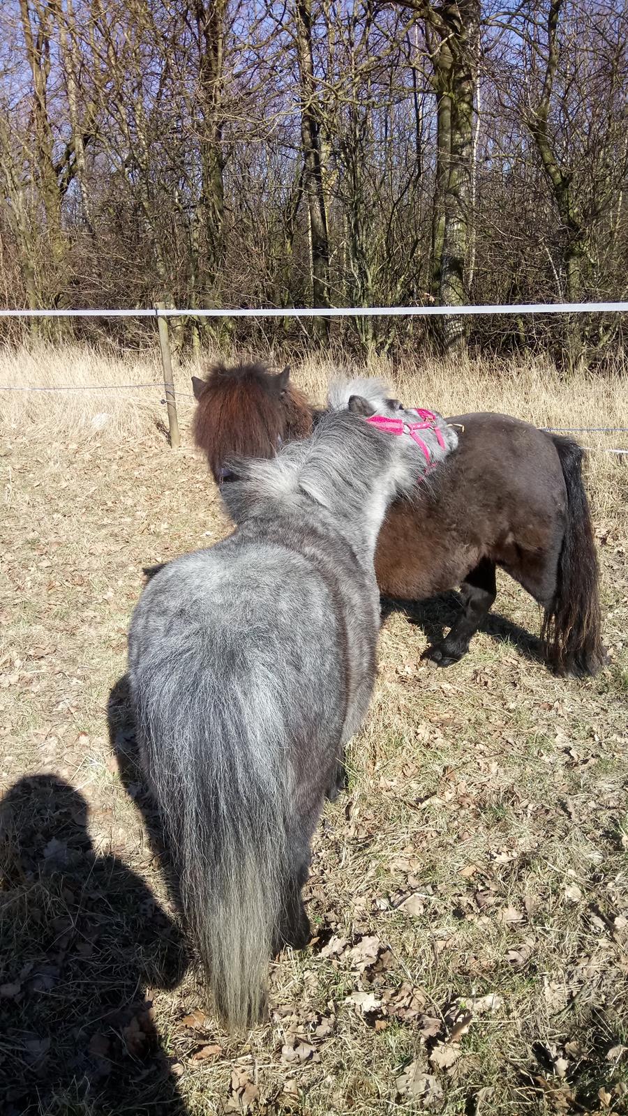 Shetlænder Vive La Liberte billede 16