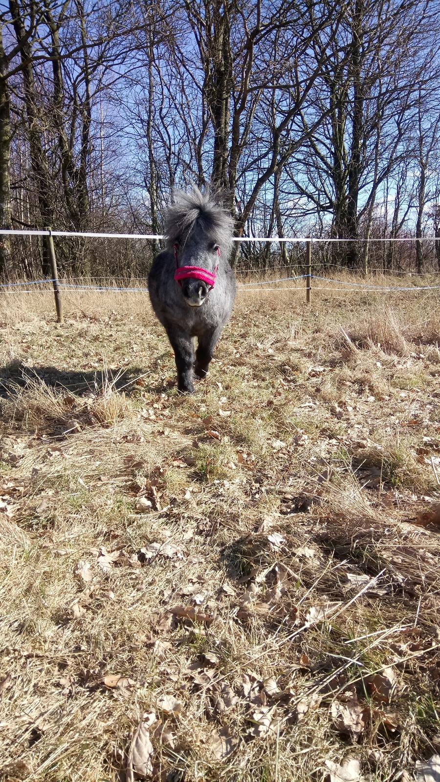 Shetlænder Vive La Liberte billede 18