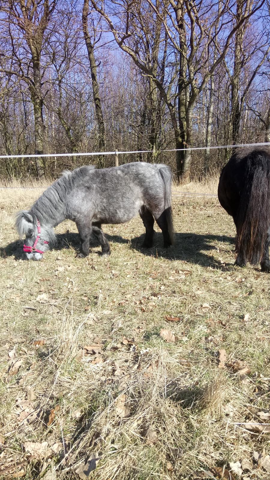 Shetlænder Vive La Liberte billede 17