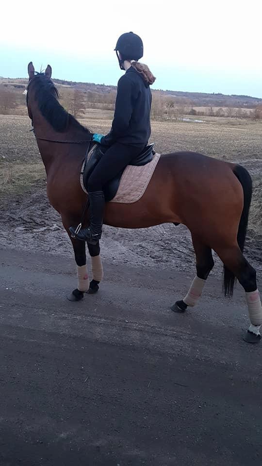 Dansk Varmblod Ferano billede 6