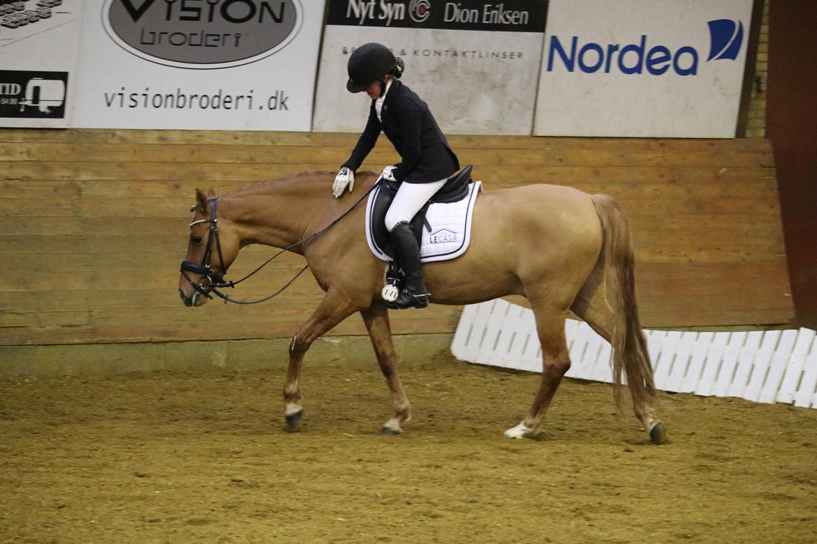 DSP Malu (solgt) - Vores andet distrikt stævne:) billede 3