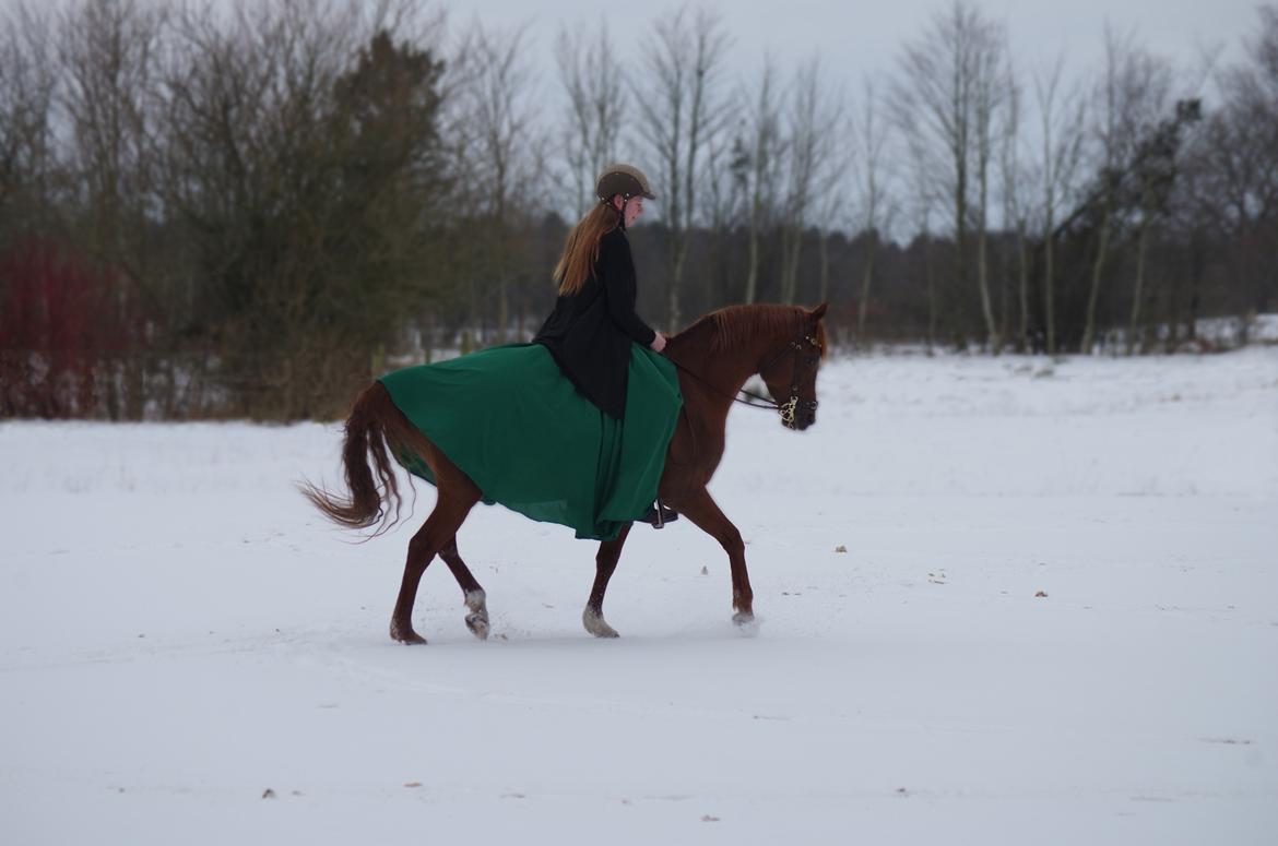 Arabisk fuldblod (OX) Pelee ox - 2018 billede 17