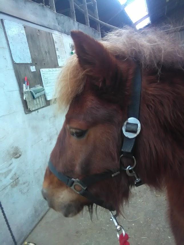 Anden særlig race Hjalte  billede 3