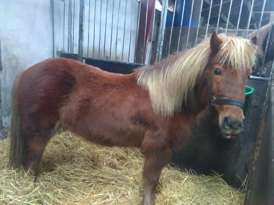 Anden særlig race Hjalte  billede 2