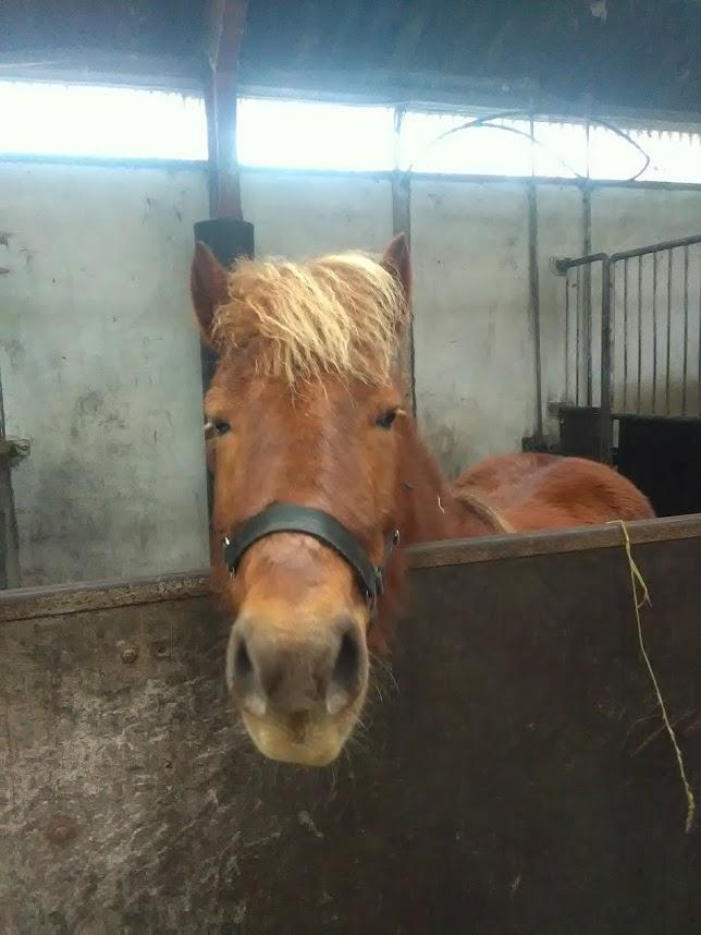 Anden særlig race Hjalte  billede 5