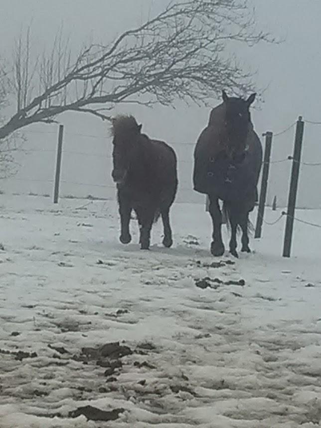 Anden særlig race Hjalte  billede 6