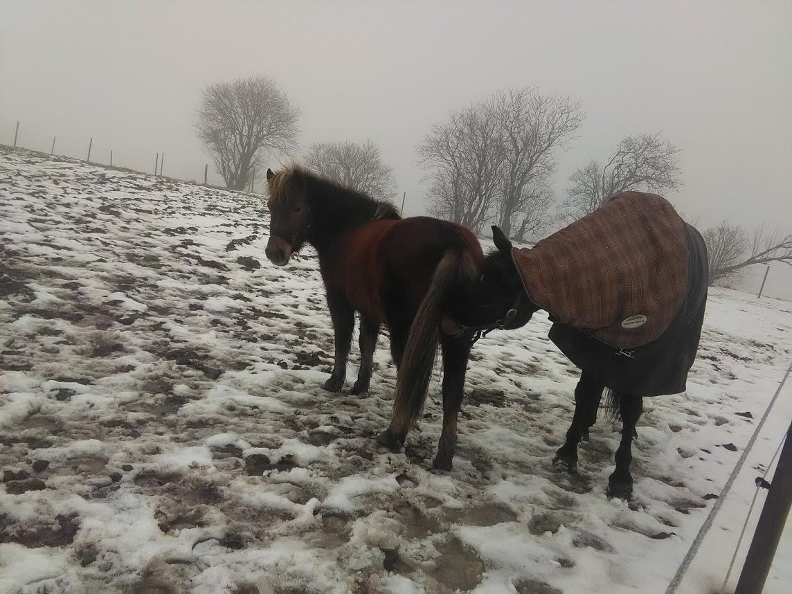 Anden særlig race Hjalte  billede 7