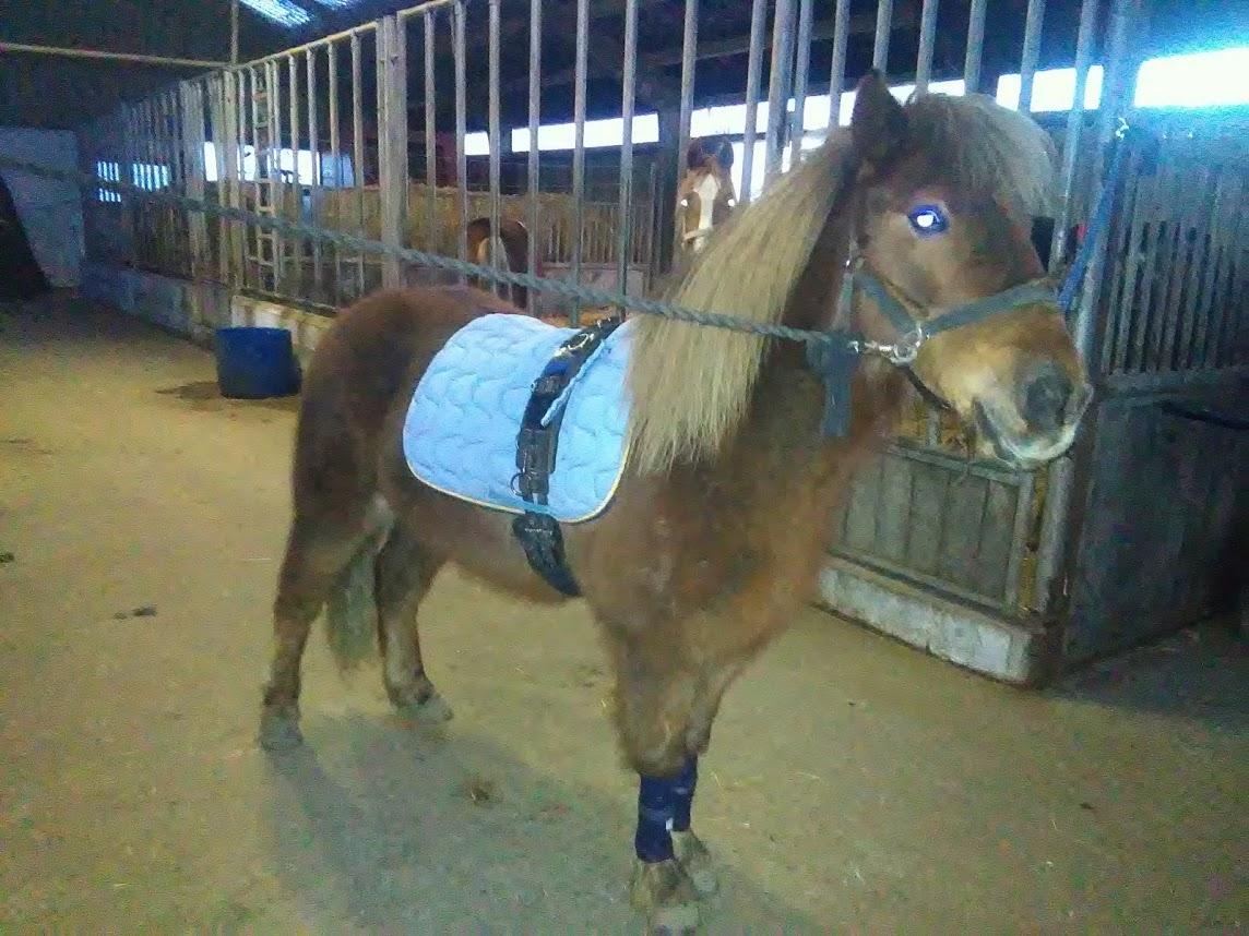 Anden særlig race Hjalte  billede 8