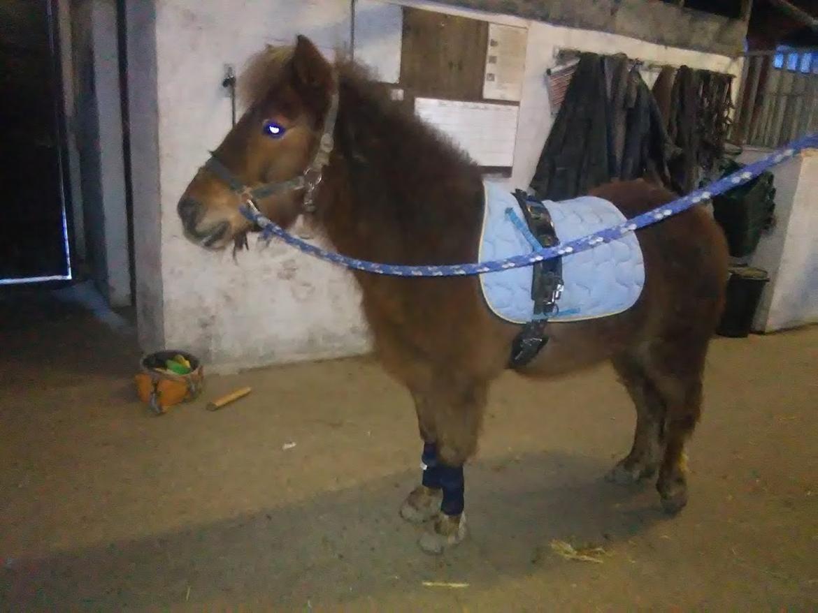 Anden særlig race Hjalte  billede 9