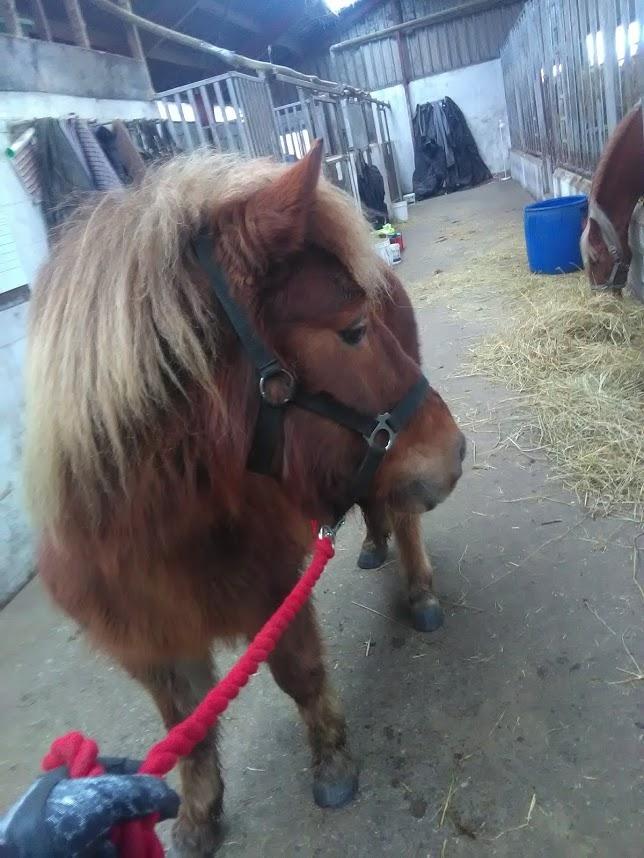 Anden særlig race Hjalte  billede 4