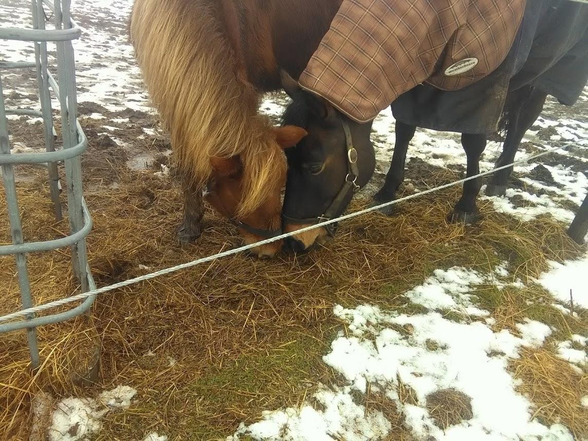 Anden særlig race Hjalte  billede 1