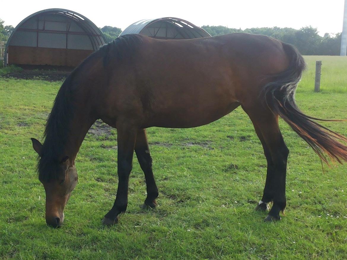 Dansk Varmblod Miss Amara  billede 21