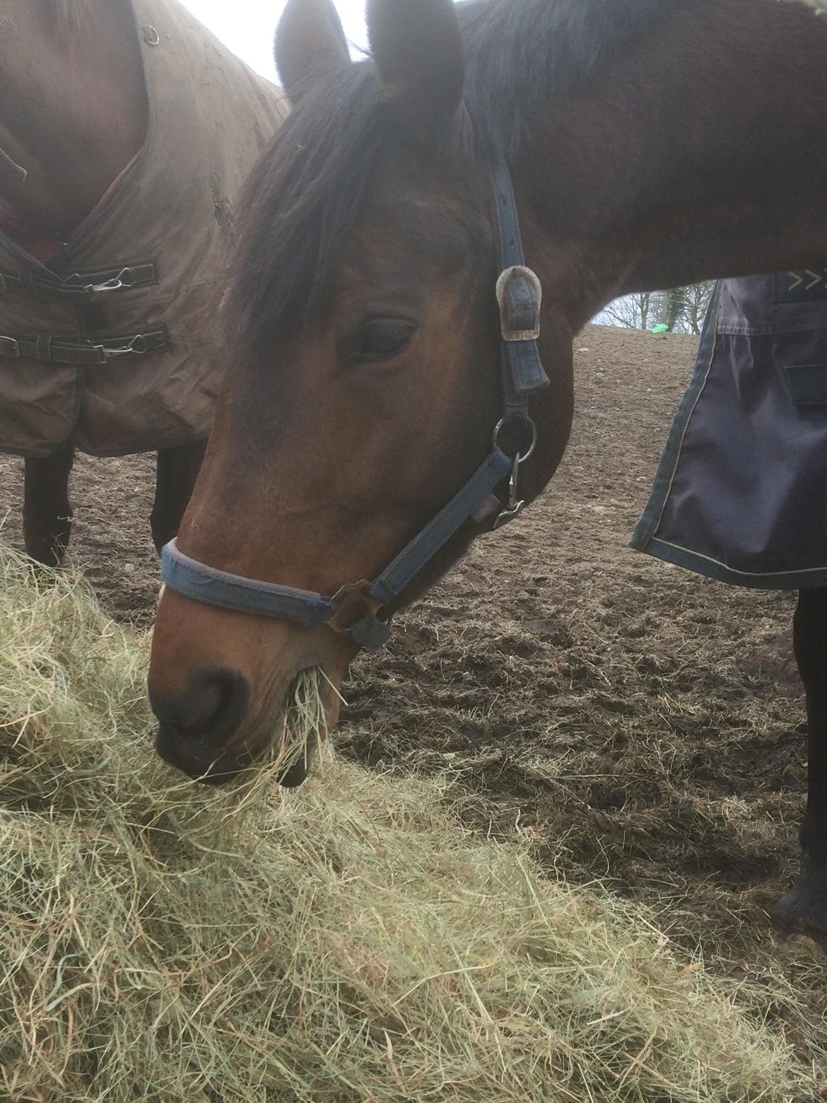 Dansk Varmblod Miss Amara  billede 22
