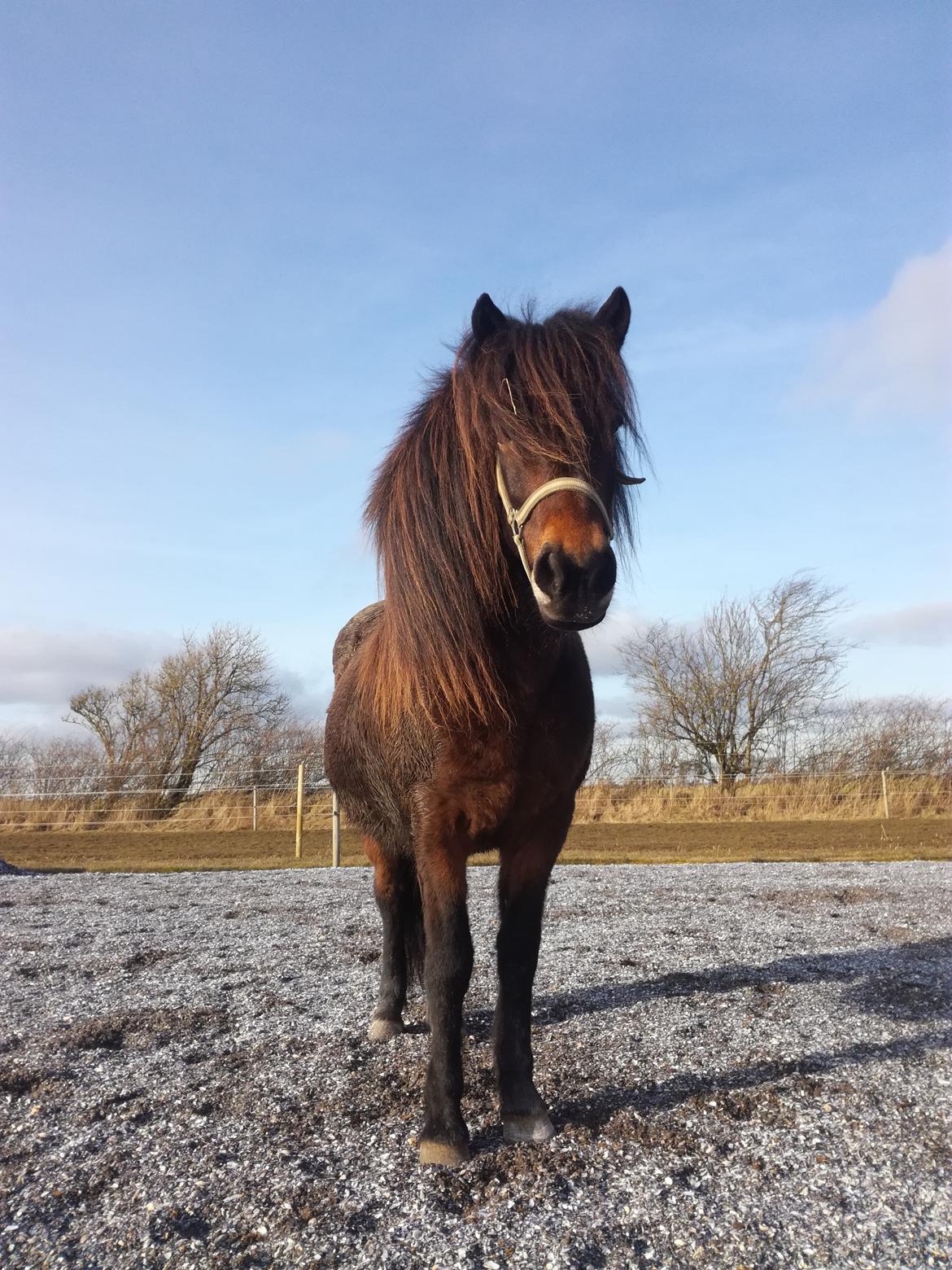 Islænder Katharina fra Guldbæk billede 5