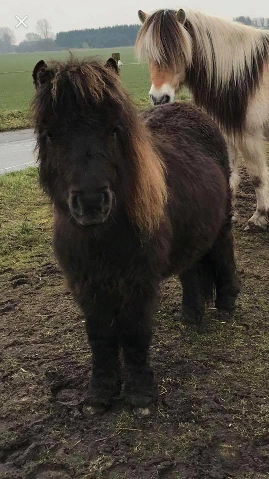 Shetlænder Annagaard Unesco - <3  billede 1