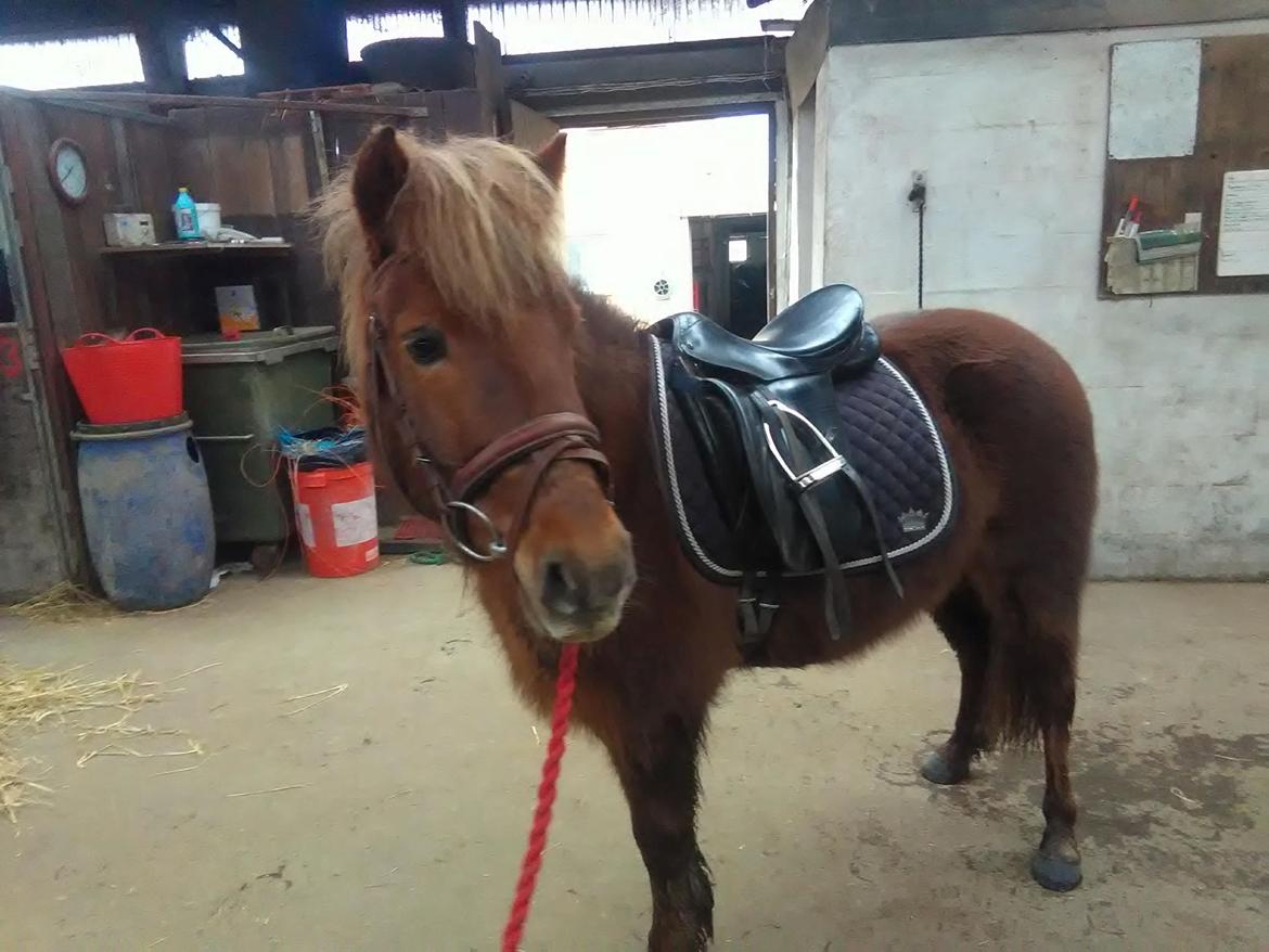 Anden særlig race Hjalte  billede 10