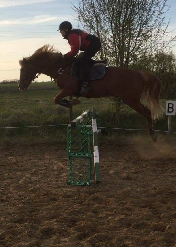 Anden særlig race Kjelstrups Shadow (himmelhest) - Sprang 1 meter  billede 17