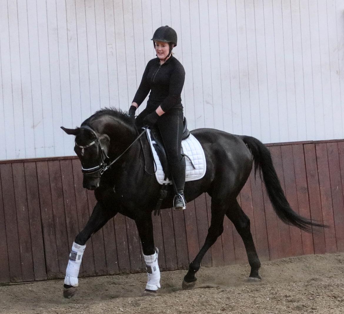 Dansk Varmblod Maloba`s Sir Donnerline billede 6
