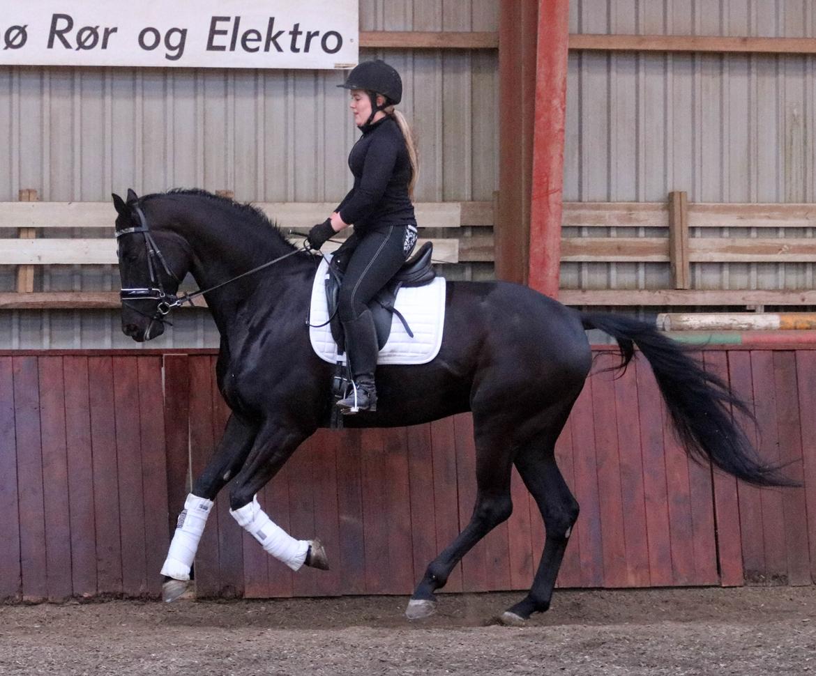 Dansk Varmblod Maloba`s Sir Donnerline billede 7