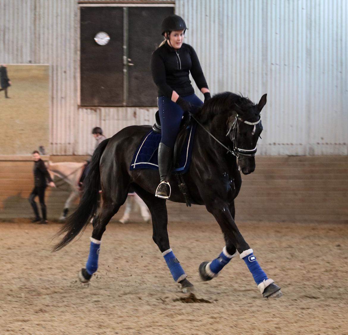 Dansk Varmblod Maloba`s Sir Donnerline billede 16