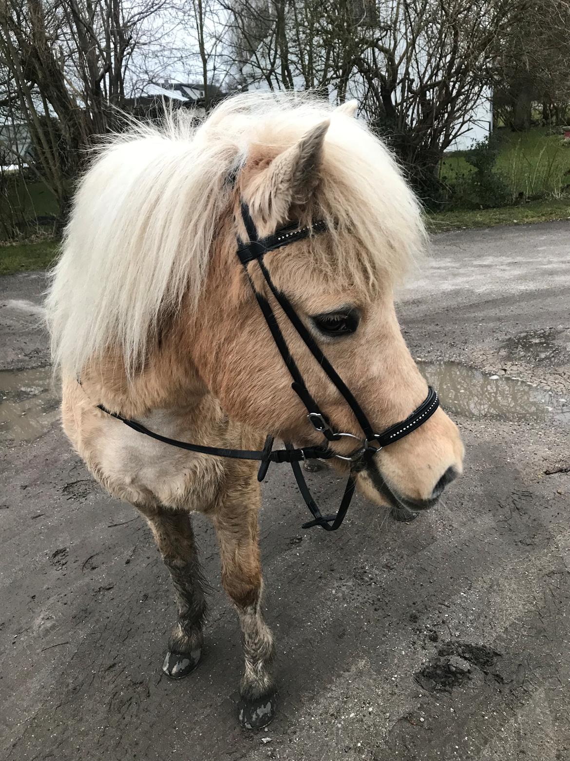 Islænder Jònina fra Isafold  billede 3