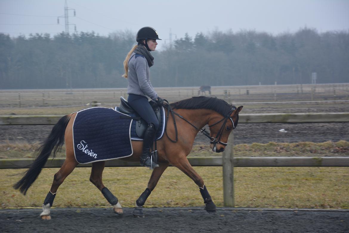 Anden særlig race Steven Seagal (Baby Drengen) billede 13
