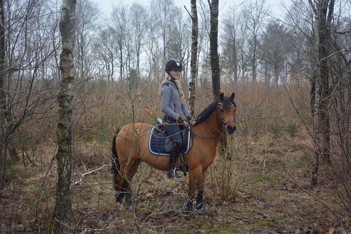 Anden særlig race Steven Seagal (Baby Drengen) billede 3