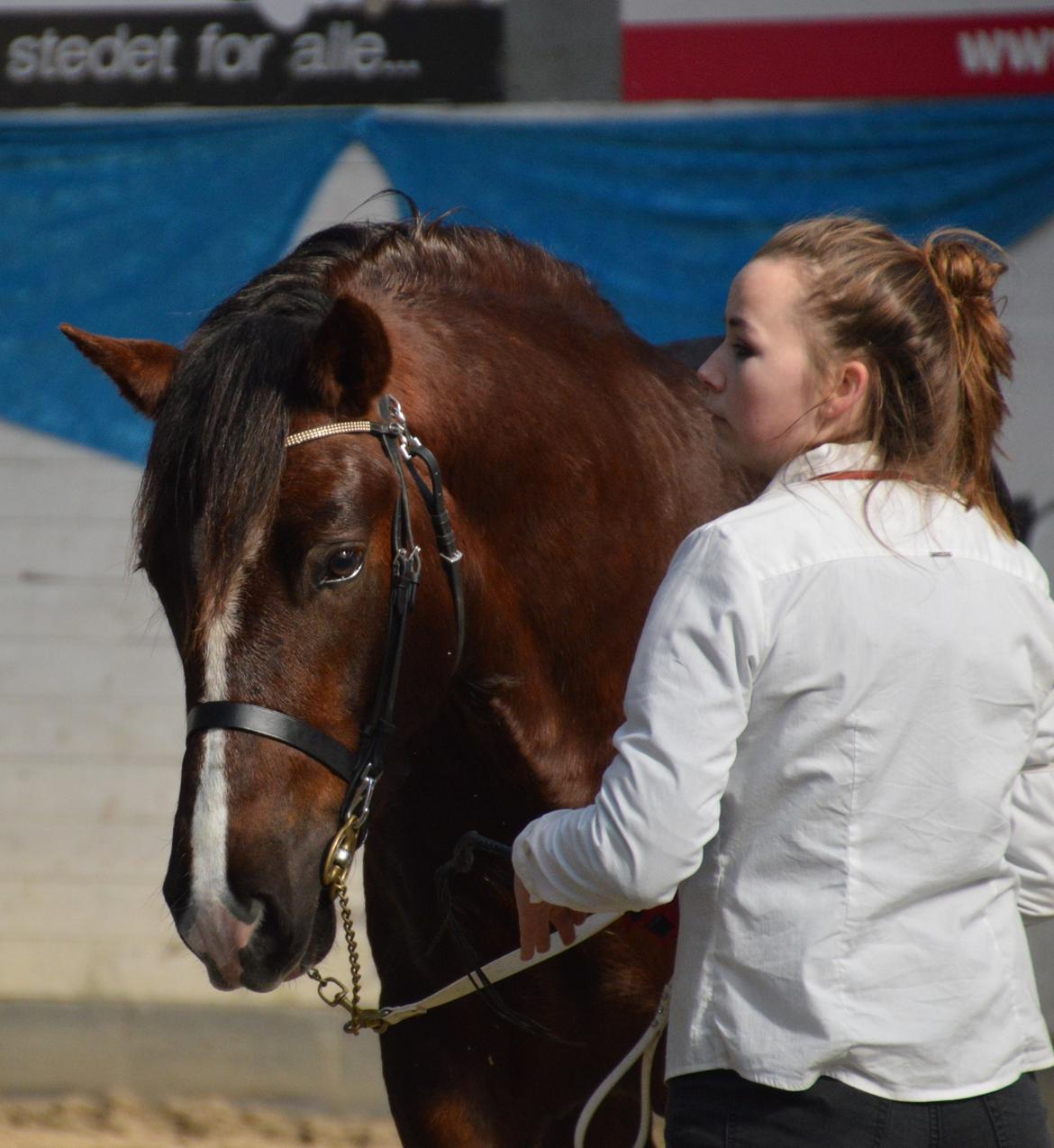 Welsh Cob (sec D) Møllegydens Brego billede 37