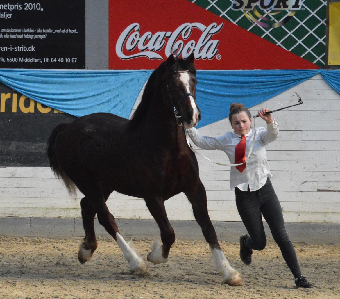 Welsh Cob (sec D) Møllegydens Brego billede 38