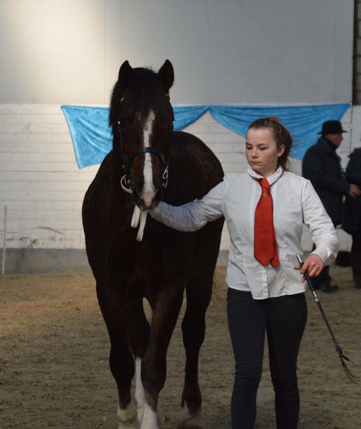 Welsh Cob (sec D) Møllegydens Brego billede 39