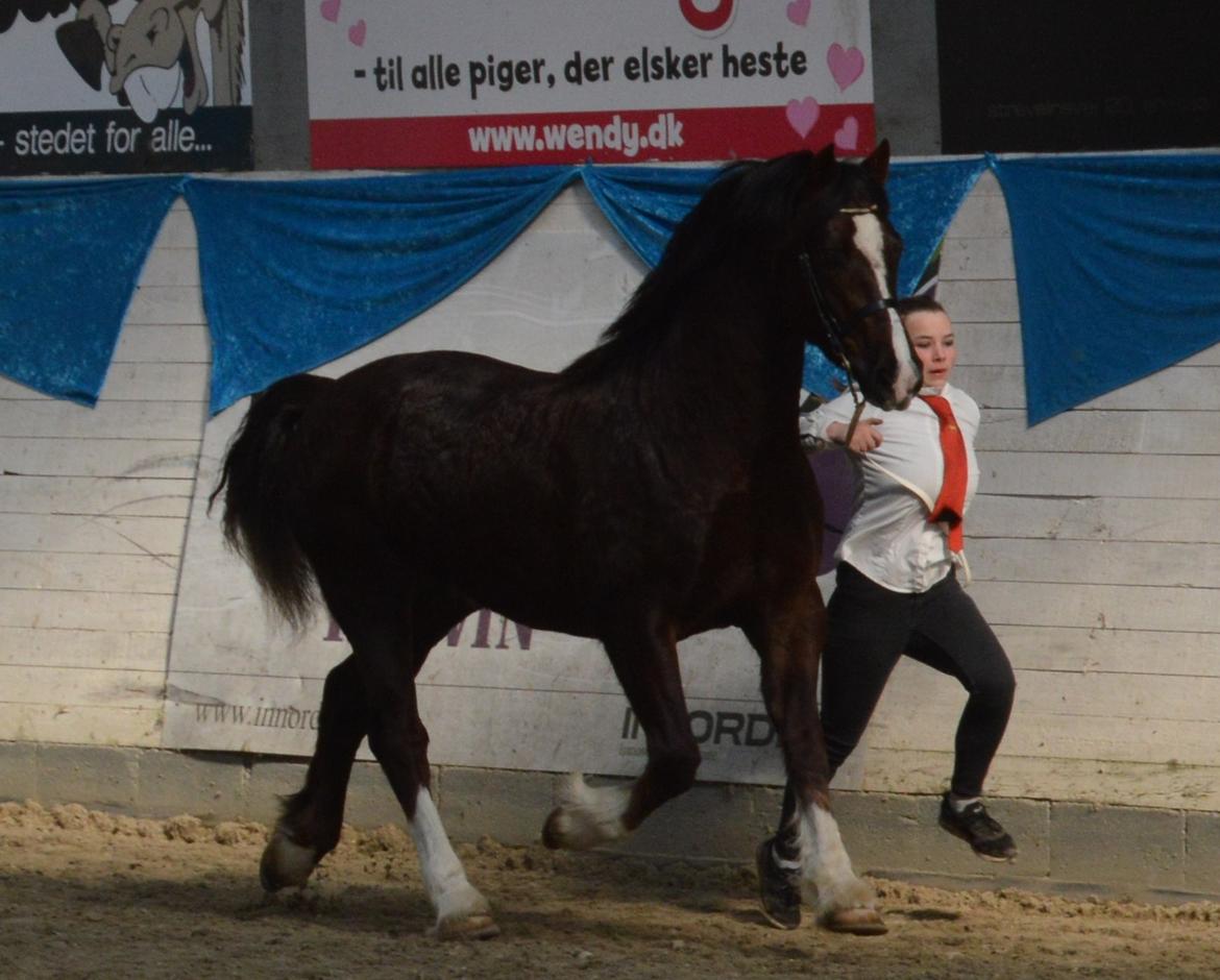 Welsh Cob (sec D) Møllegydens Brego billede 40