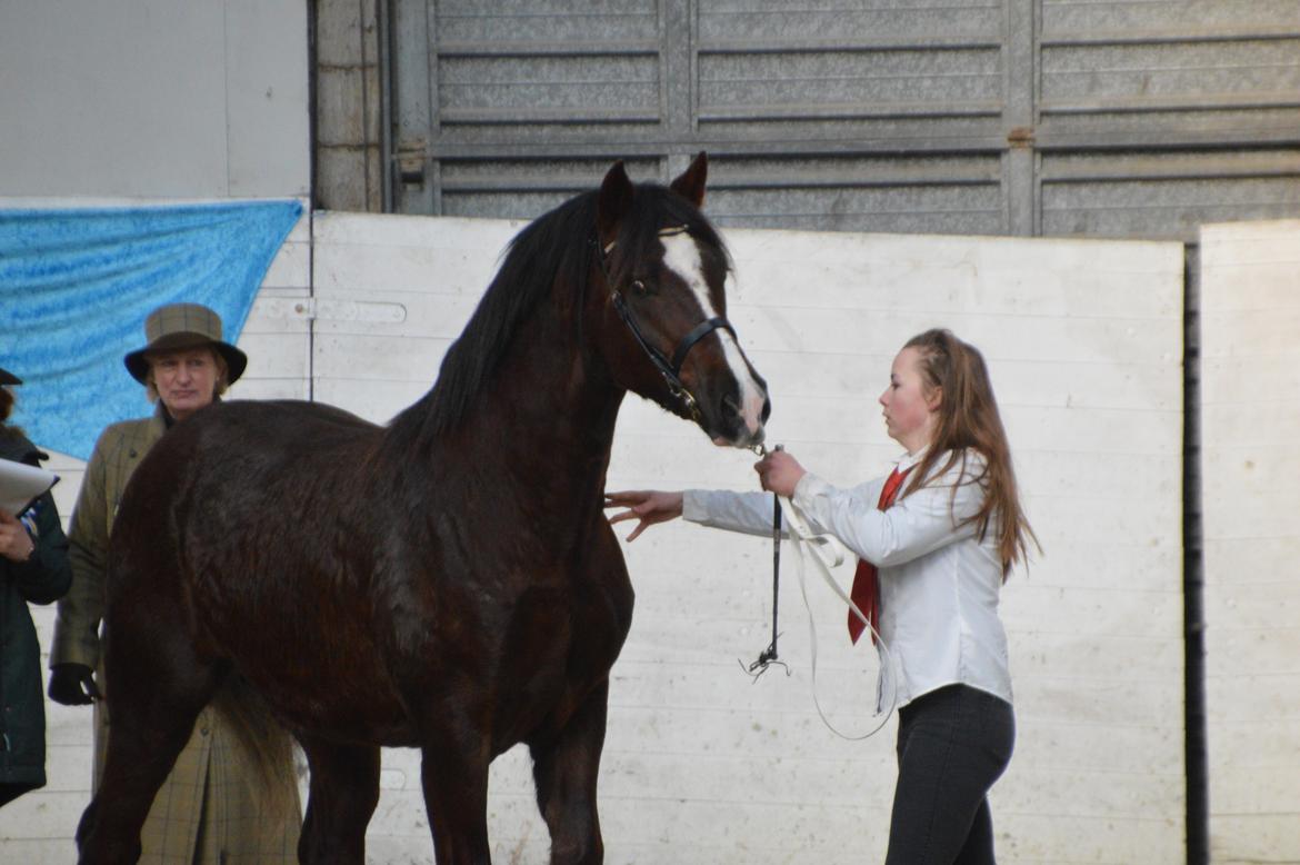 Welsh Cob (sec D) Møllegydens Brego billede 41