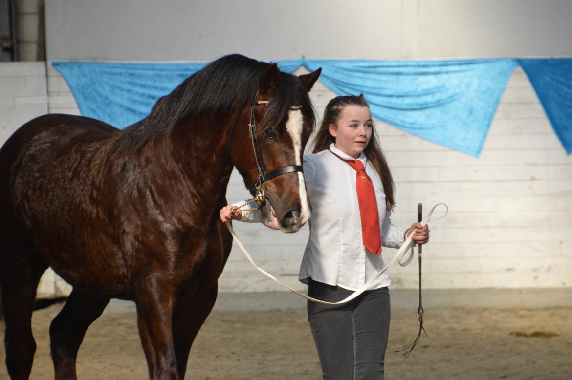 Welsh Cob (sec D) Møllegydens Brego billede 42