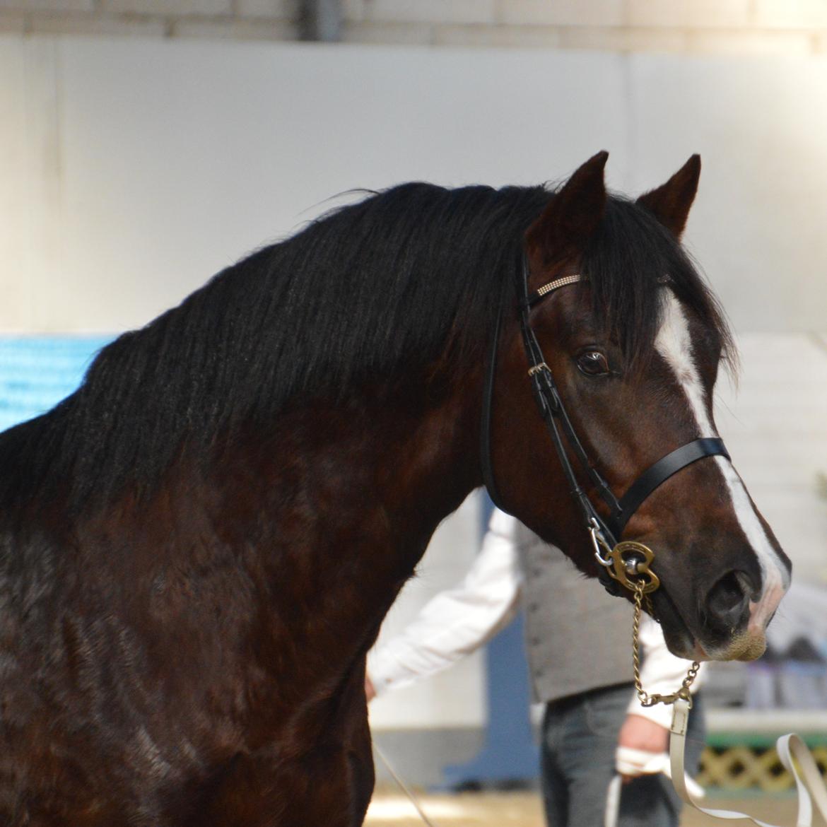 Welsh Cob (sec D) Møllegydens Brego billede 2