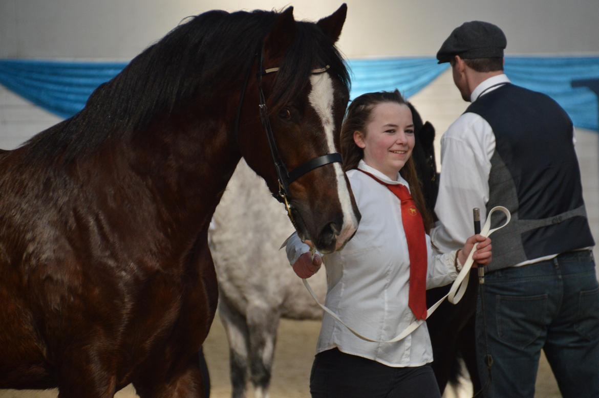 Welsh Cob (sec D) Møllegydens Brego billede 43