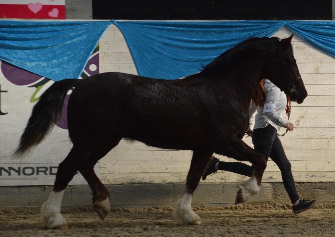 Welsh Cob (sec D) Møllegydens Brego billede 44