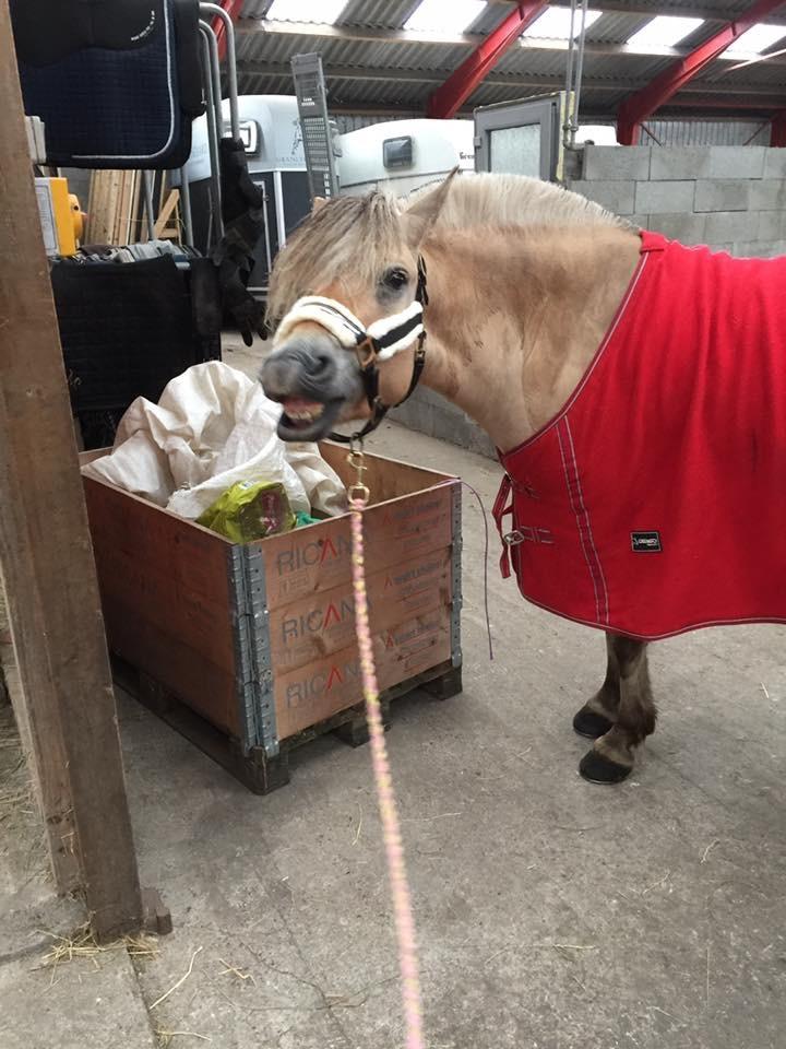 Fjordhest Vikkelsøe's unika billede 10