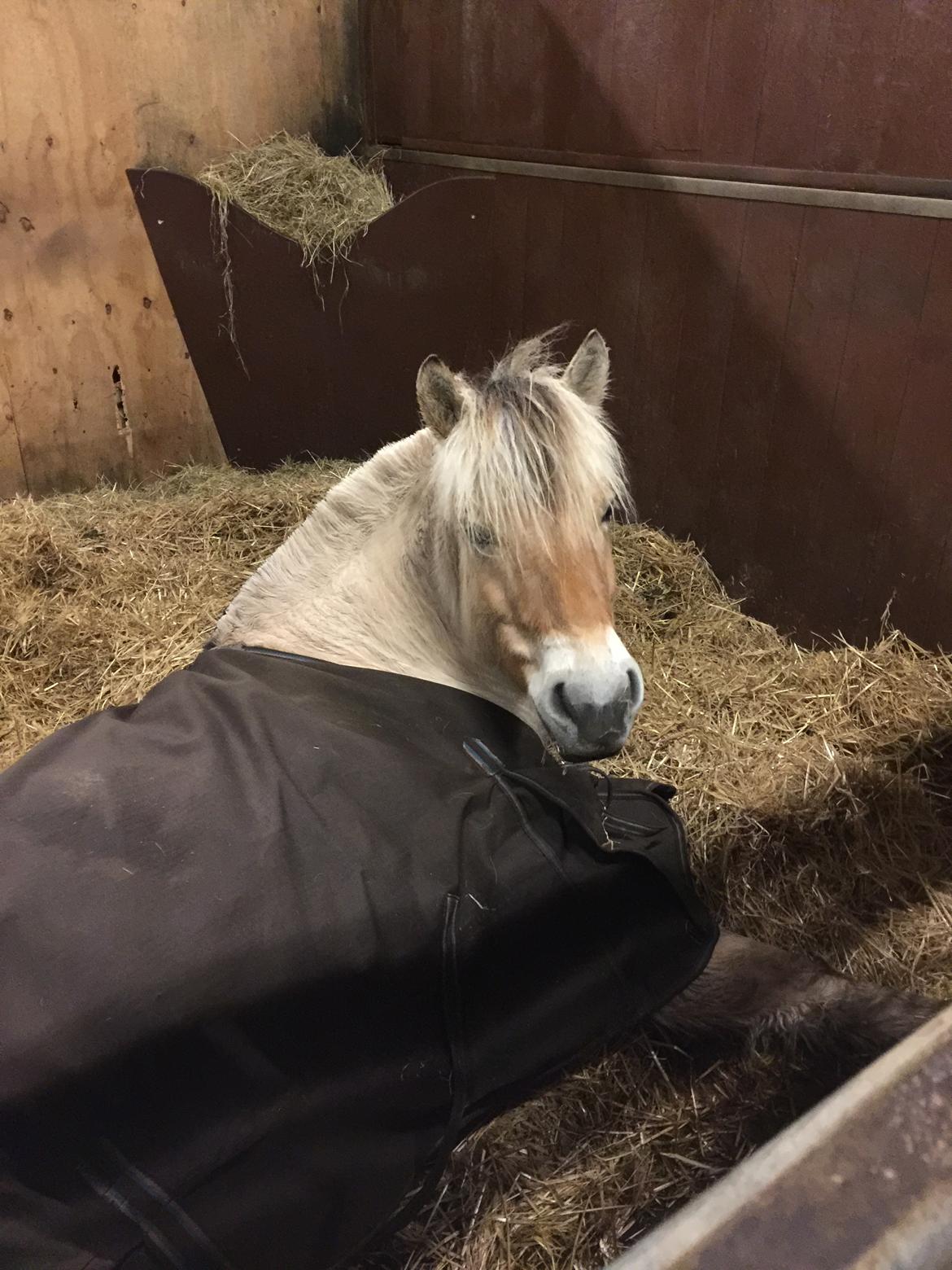 Fjordhest Vikkelsøe's unika billede 11