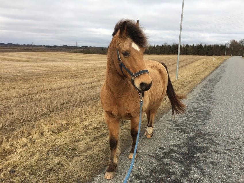 Anden særlig race Samson - Velkommen til Sammes profil! billede 1