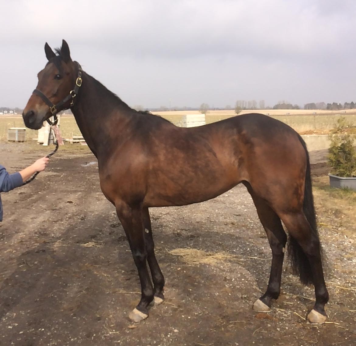 Traver Sofia Damhus billede 1