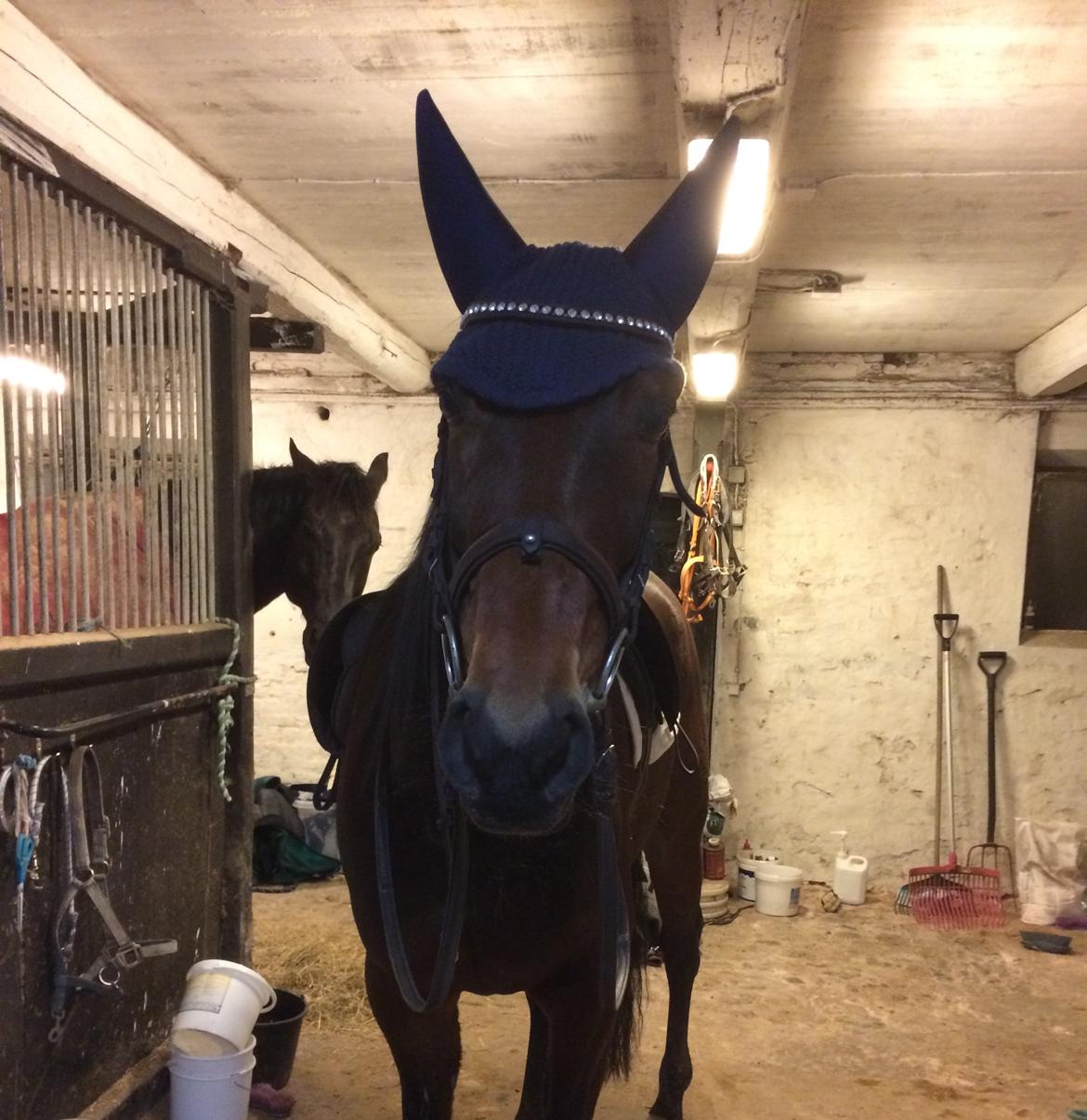 Traver Sofia Damhus billede 2