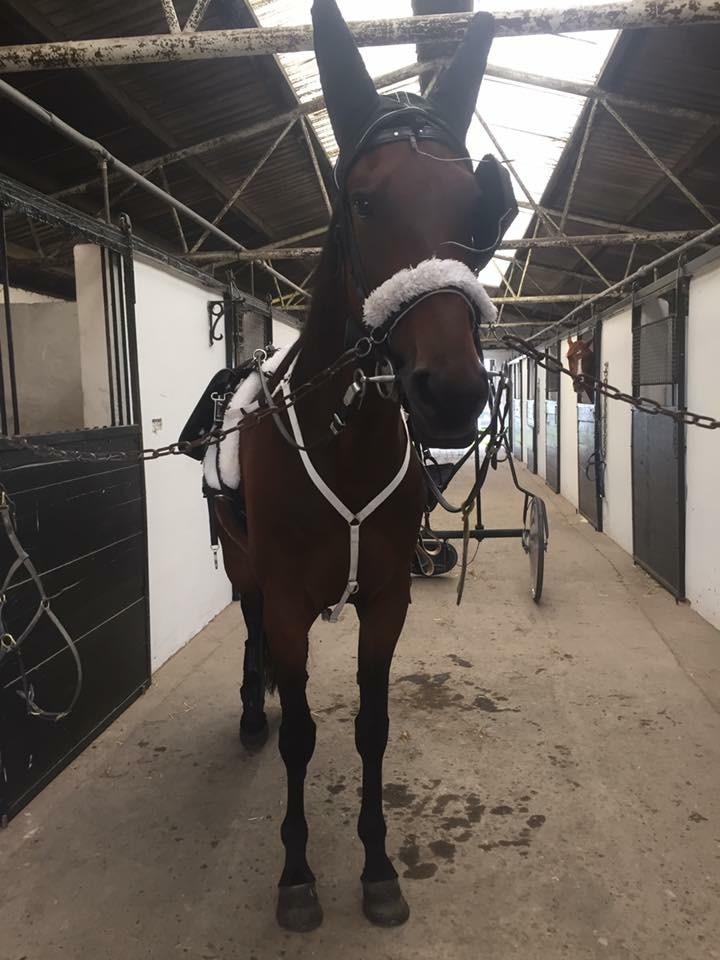 Traver Sofia Damhus billede 6