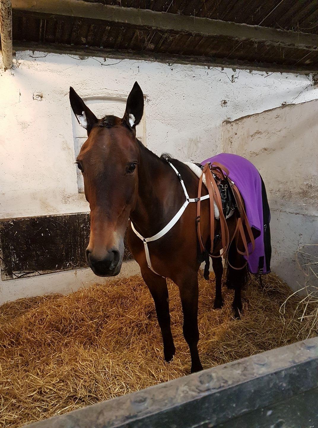 Traver Sofia Damhus billede 10