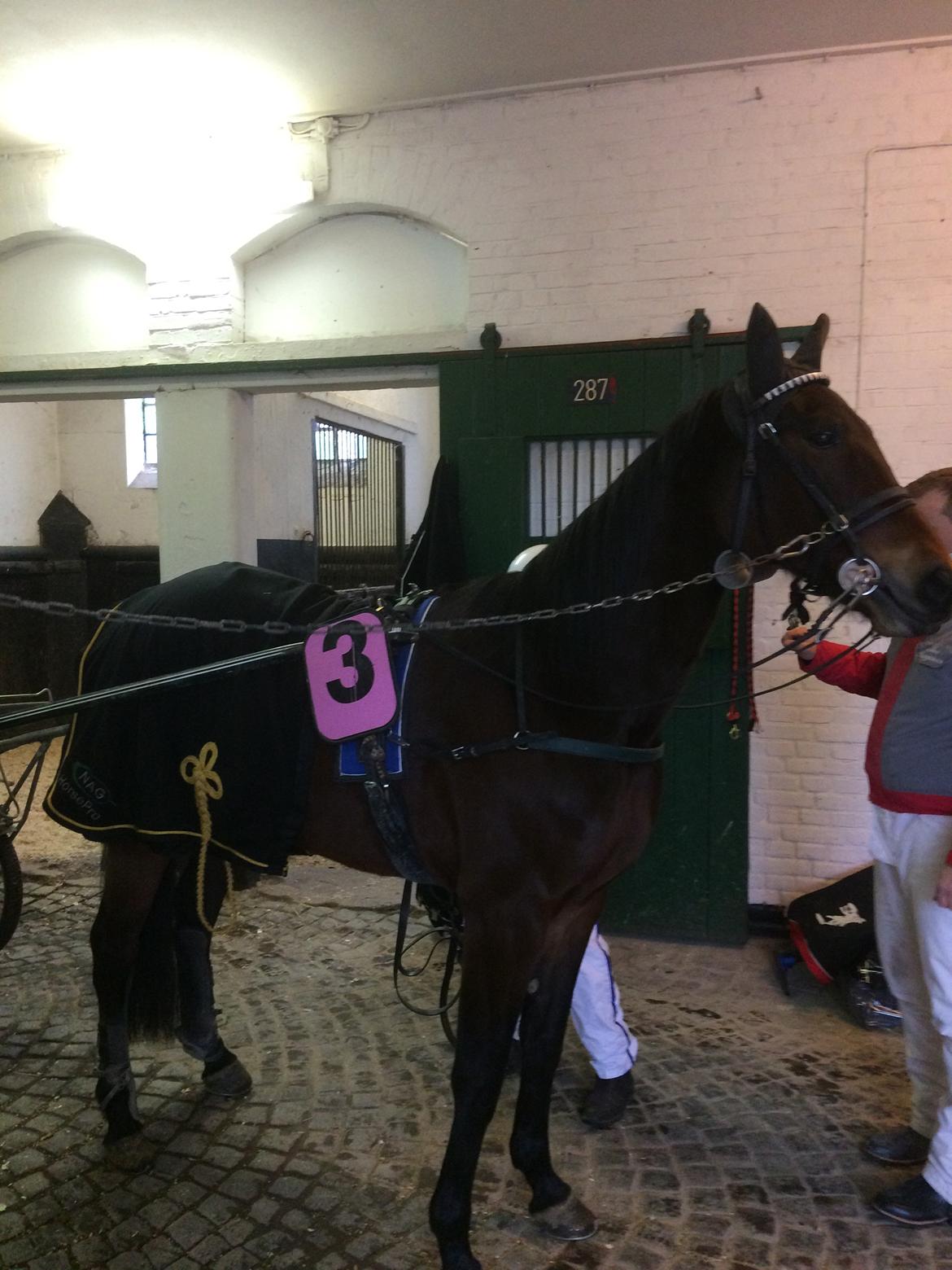 Traver Sofia Damhus billede 13