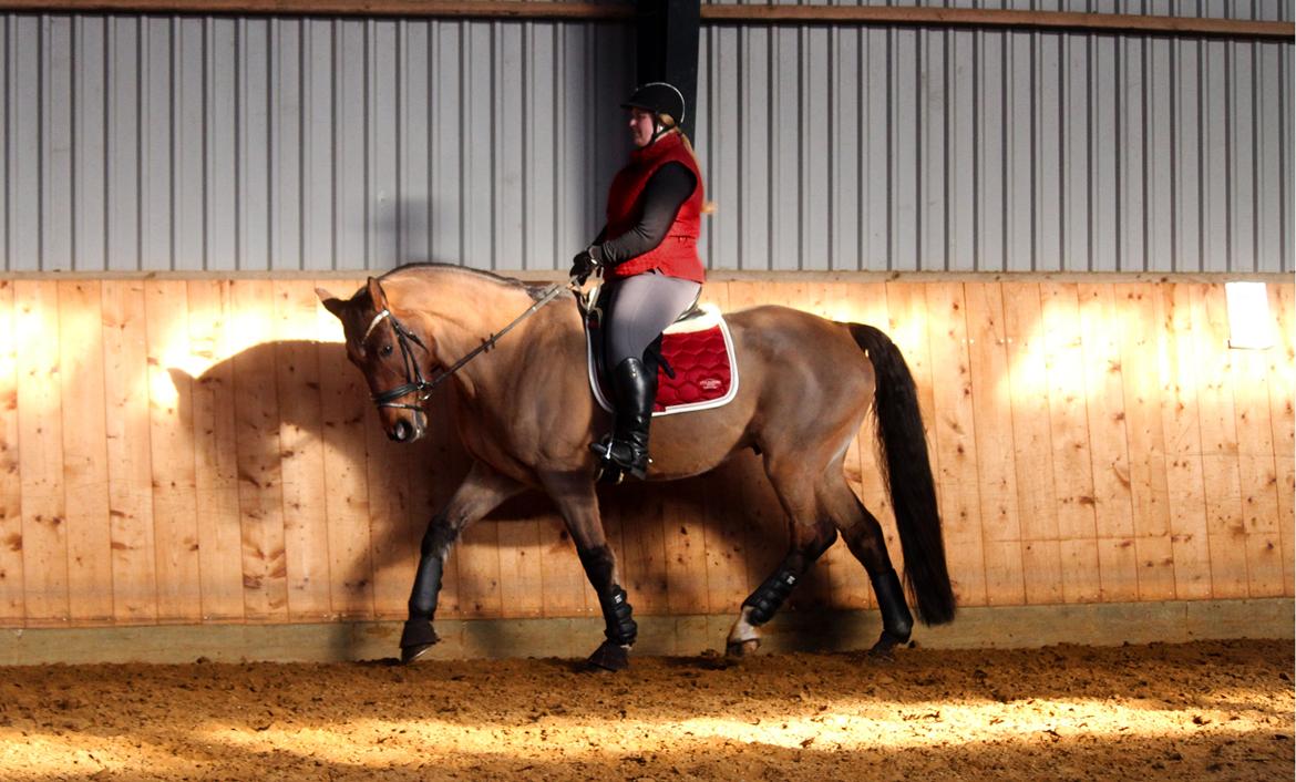 Anden særlig race Dalvangs Casper - NYT: Lækre bøffe billede 7