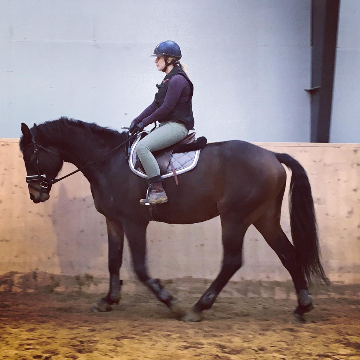 Dansk Varmblod Farmand's Premiere billede 18