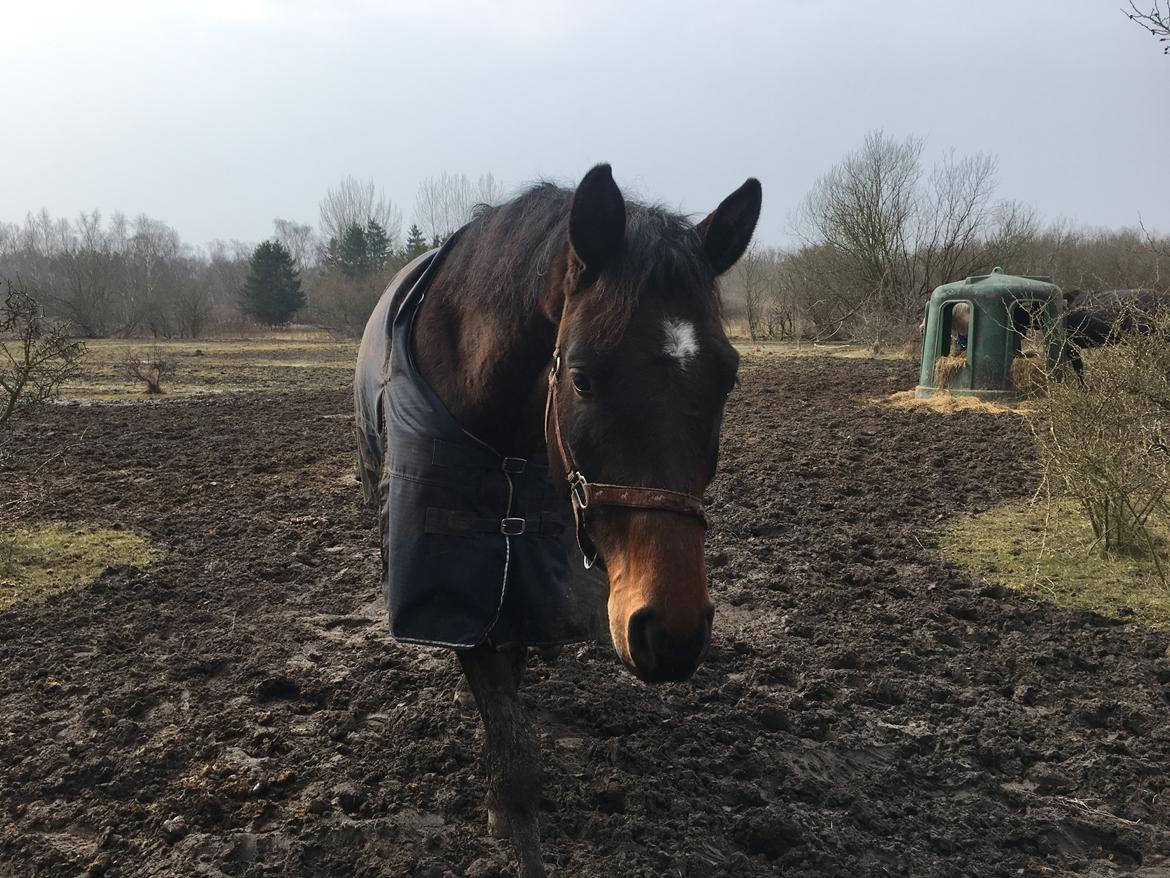 Dansk Varmblod Farmand's Premiere billede 20