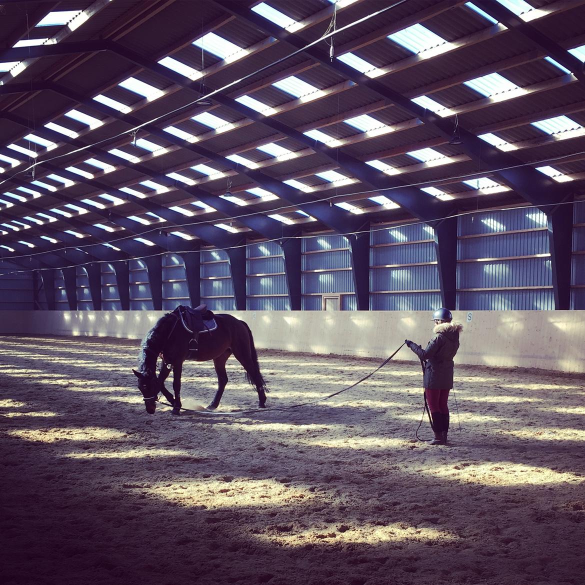 Dansk Varmblod Farmand's Premiere billede 22